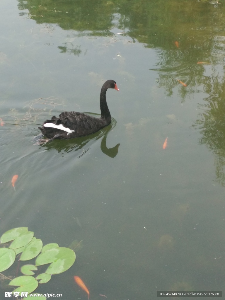 红荷湿地