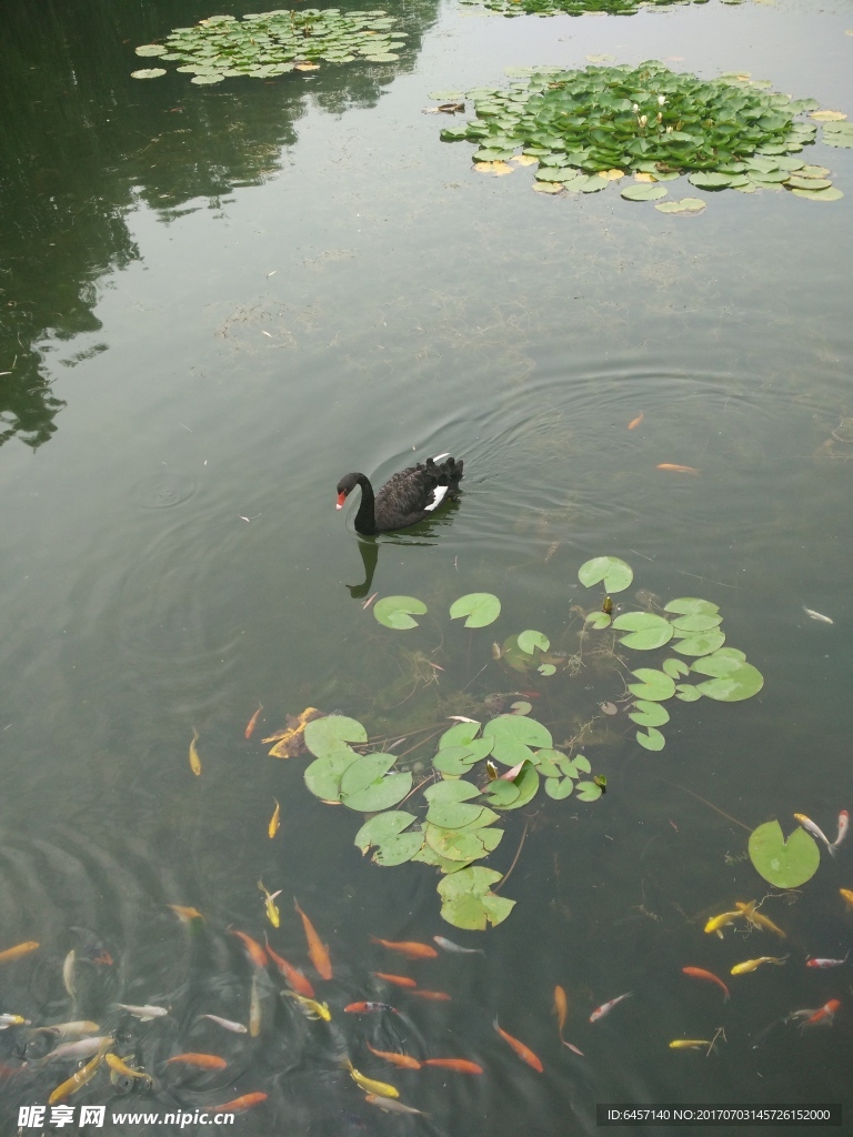 红荷湿地