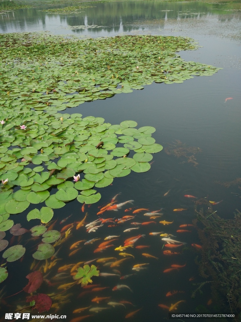 红荷湿地