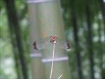 蜻蜓