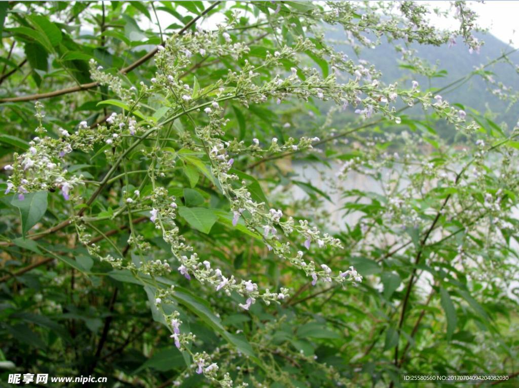 野花 大自然花