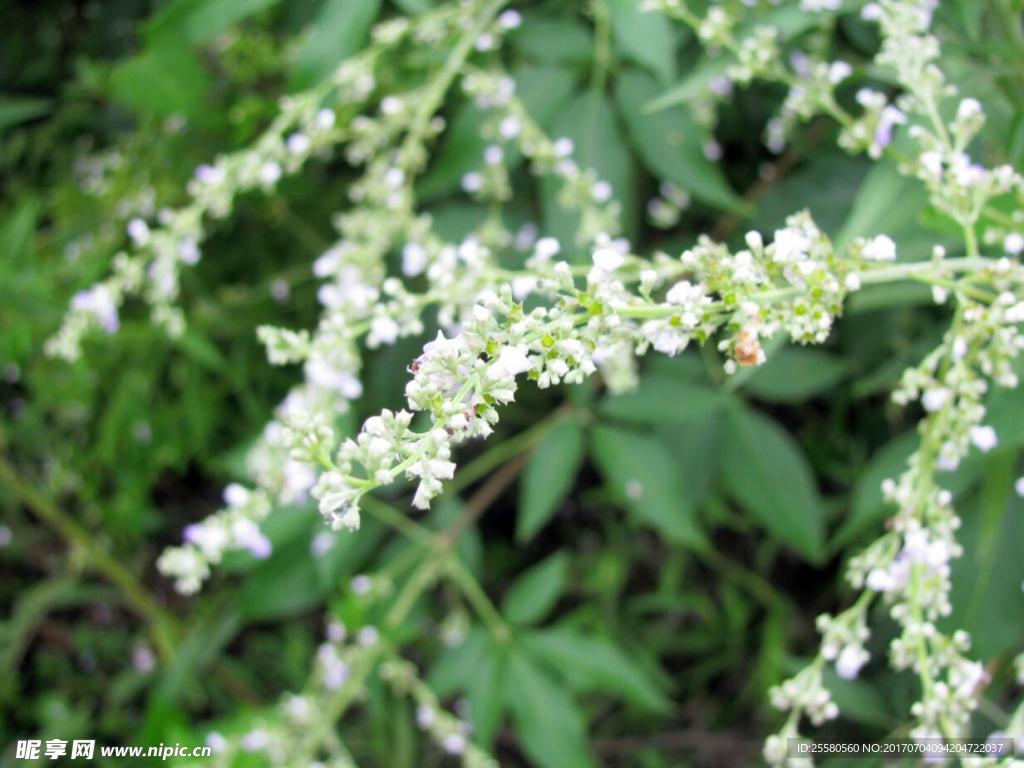 野花 大自然花