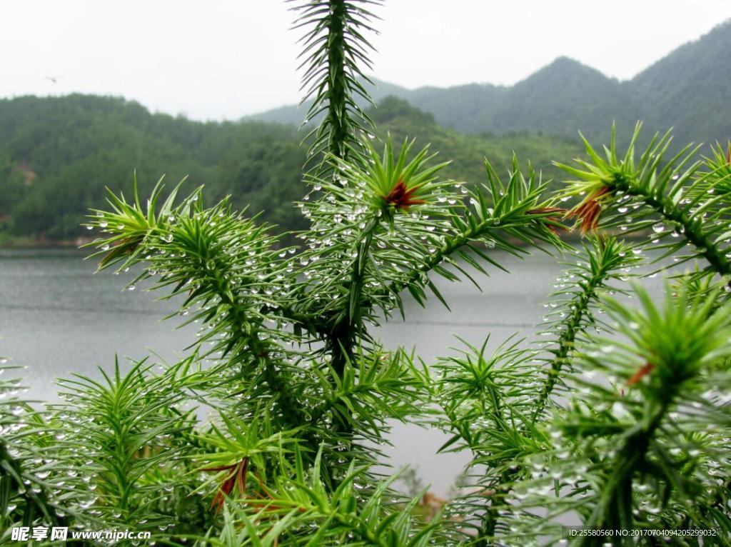 山水 草 大自然风景