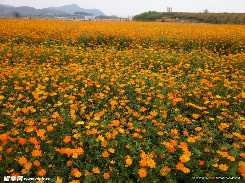 花海