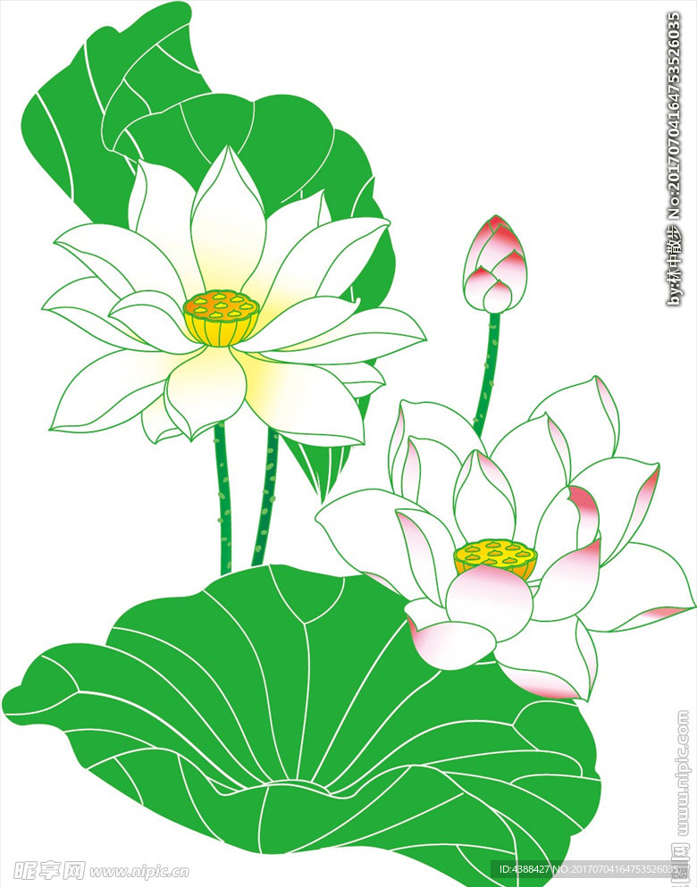 莲花 荷花