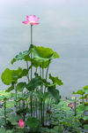莲花池
