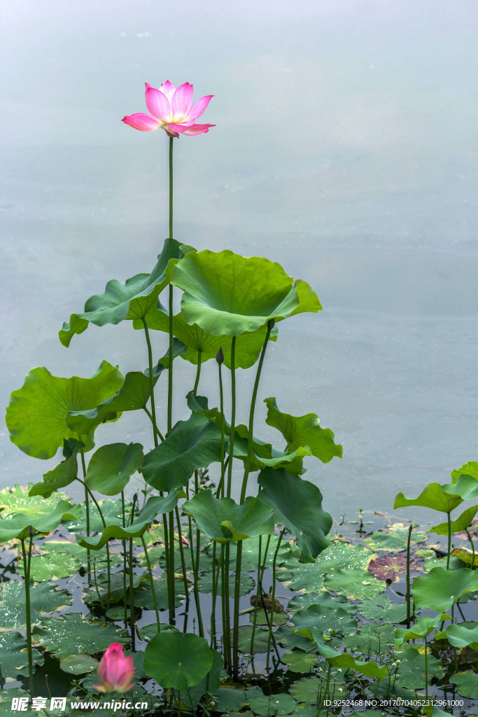 莲花池