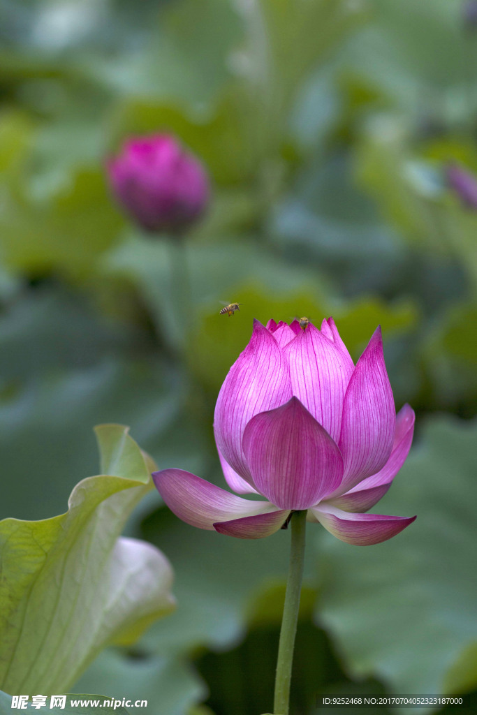 莲花