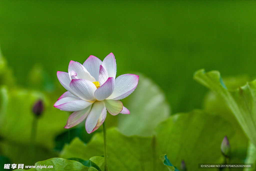 白莲花