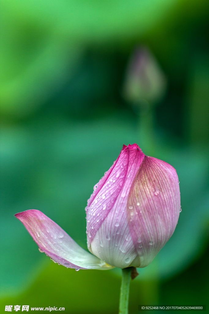 雨中荷