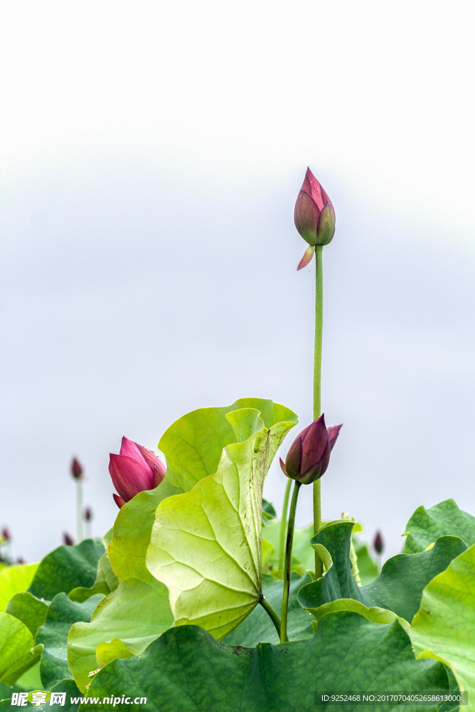 莲花池