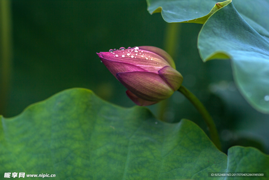 莲花