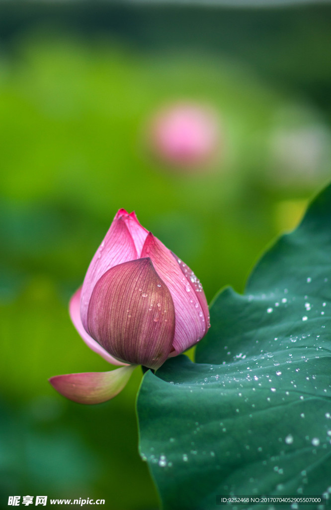 莲花