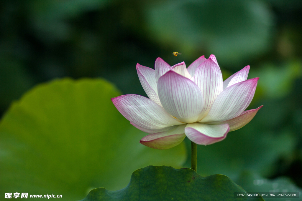 莲花