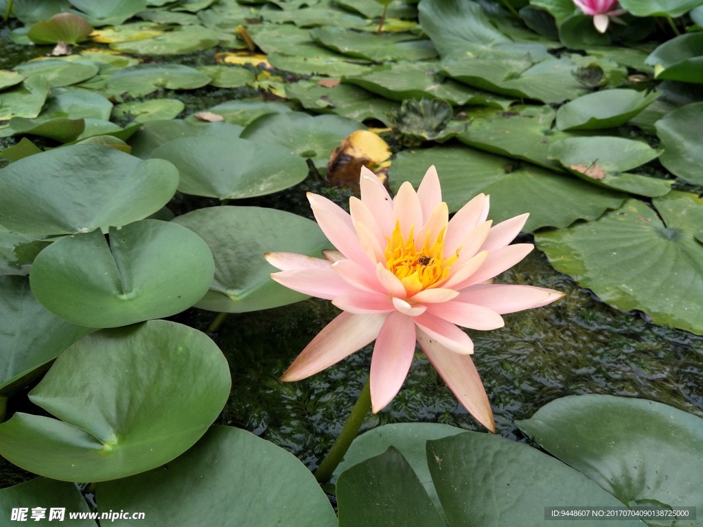 睡莲花