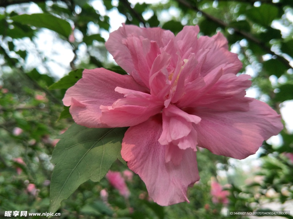 木槿花