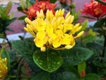 龙船花