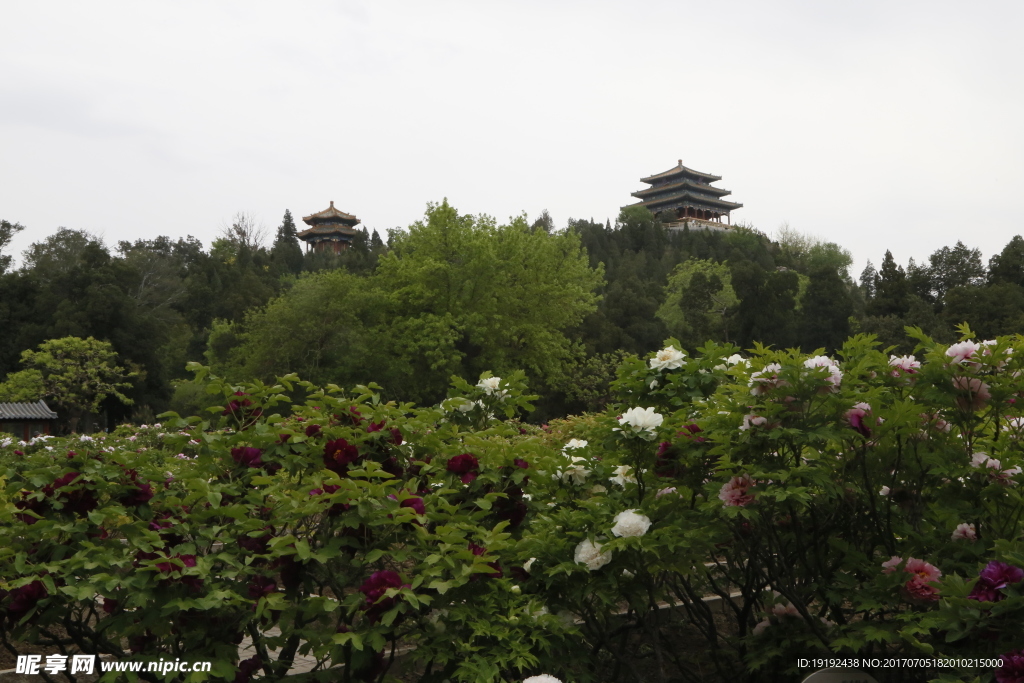 景山牡丹园