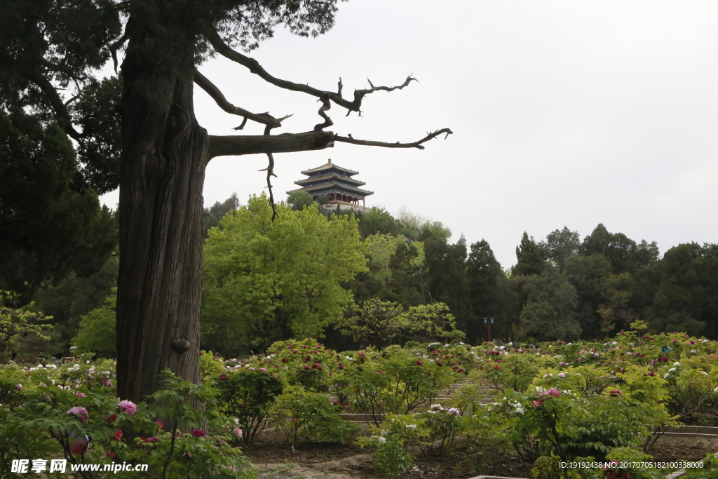 景山牡丹园