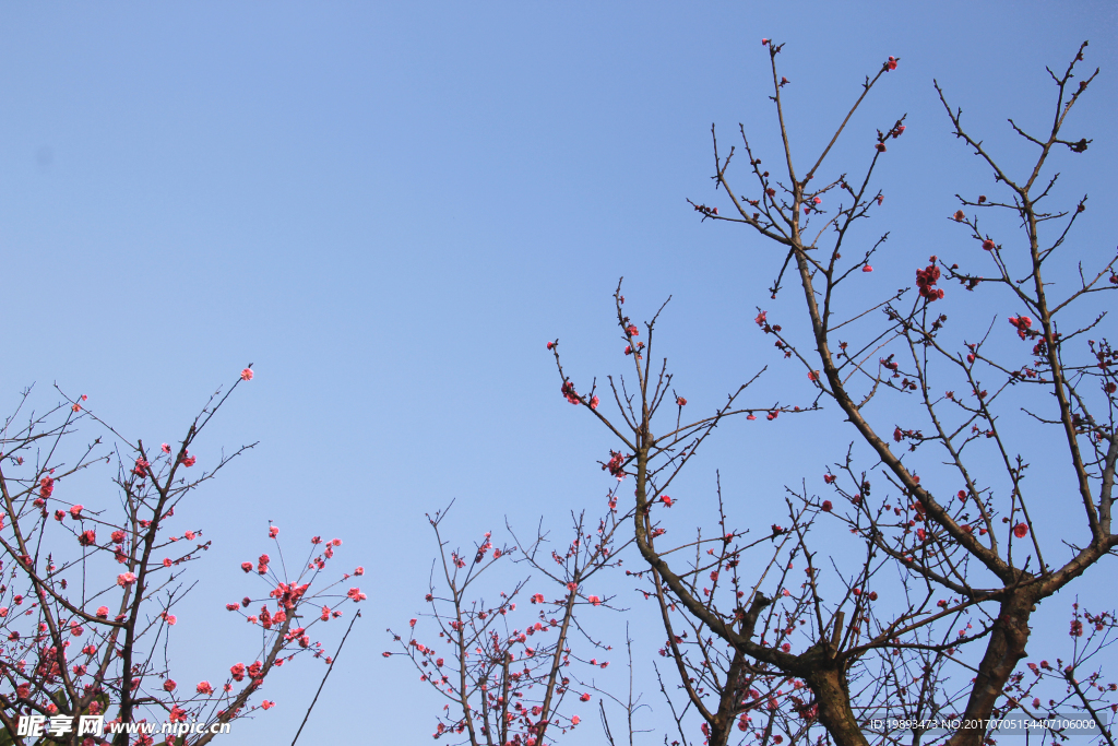 梅花