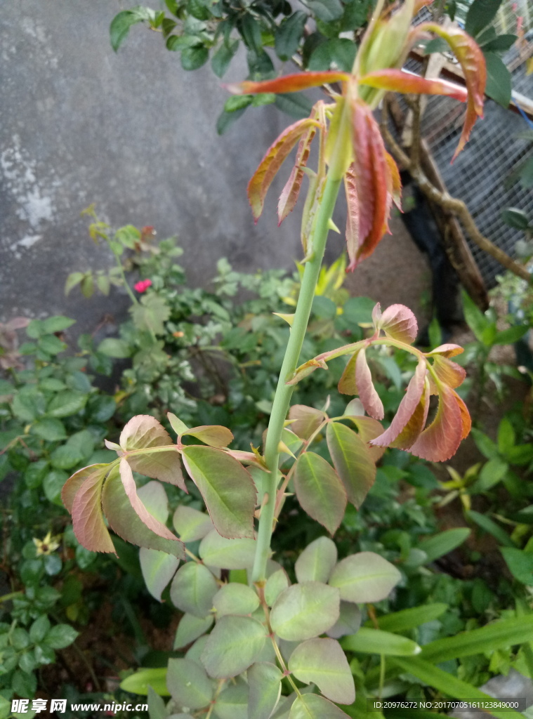 玫瑰花枝