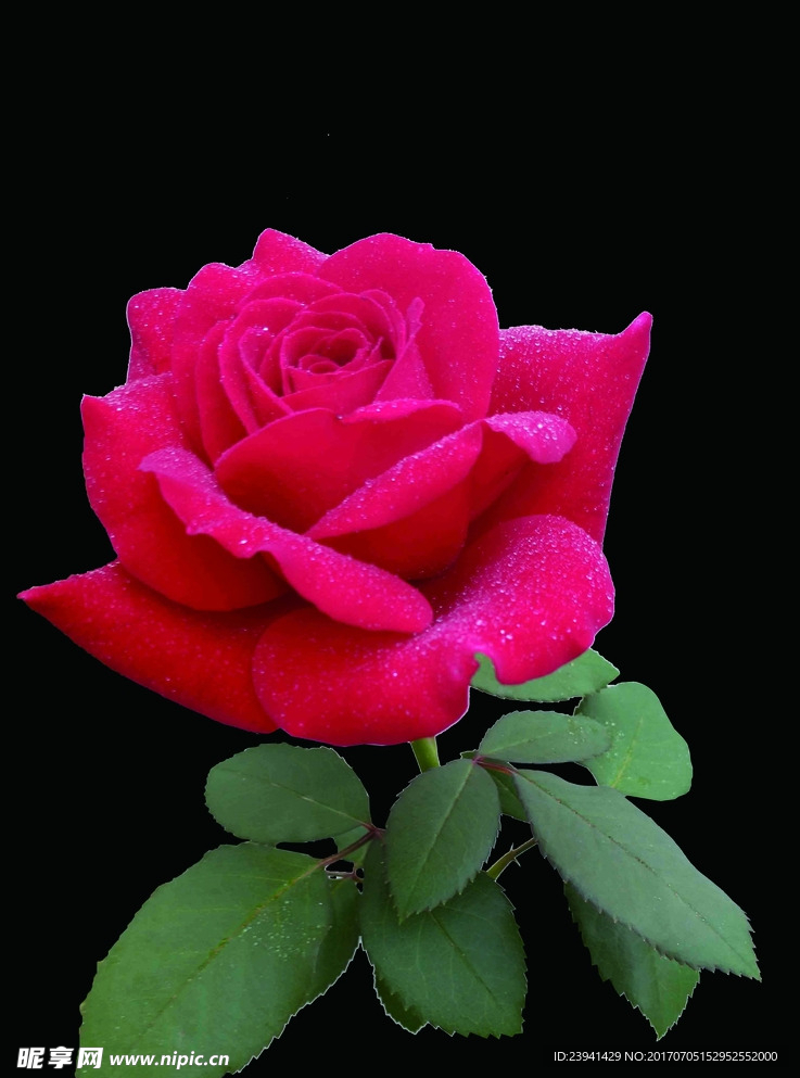 玫瑰花