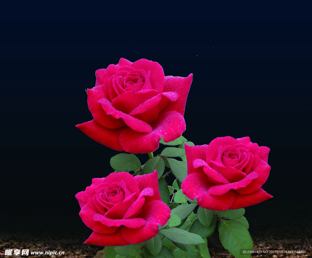 清晰玫瑰花