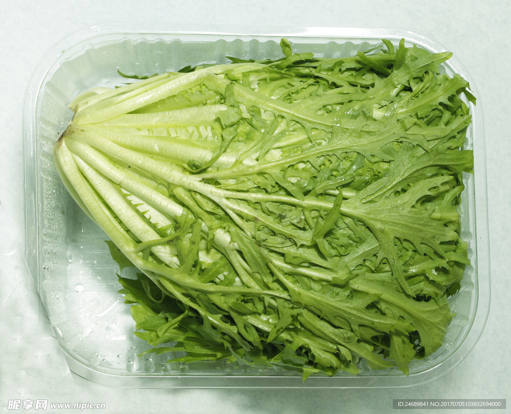苦菊