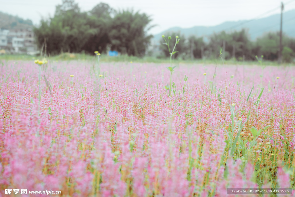花海