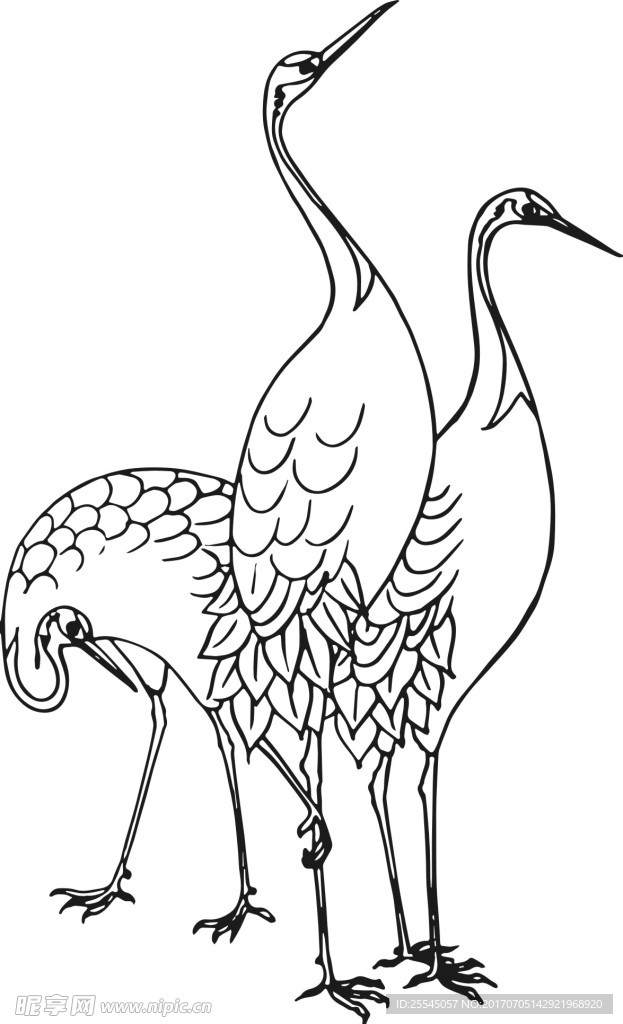 鹤 线条