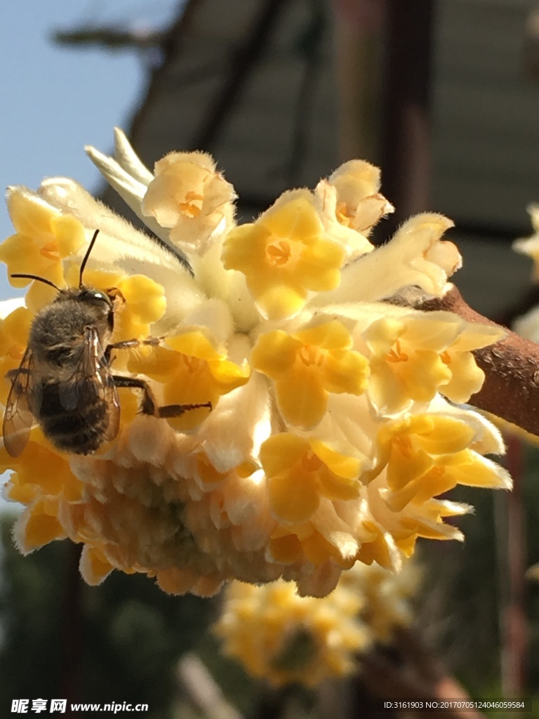 蜜蜂与花