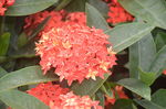 龙船花