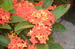 龙船花