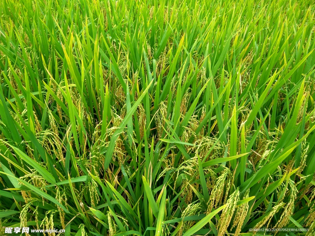 秋天的田野