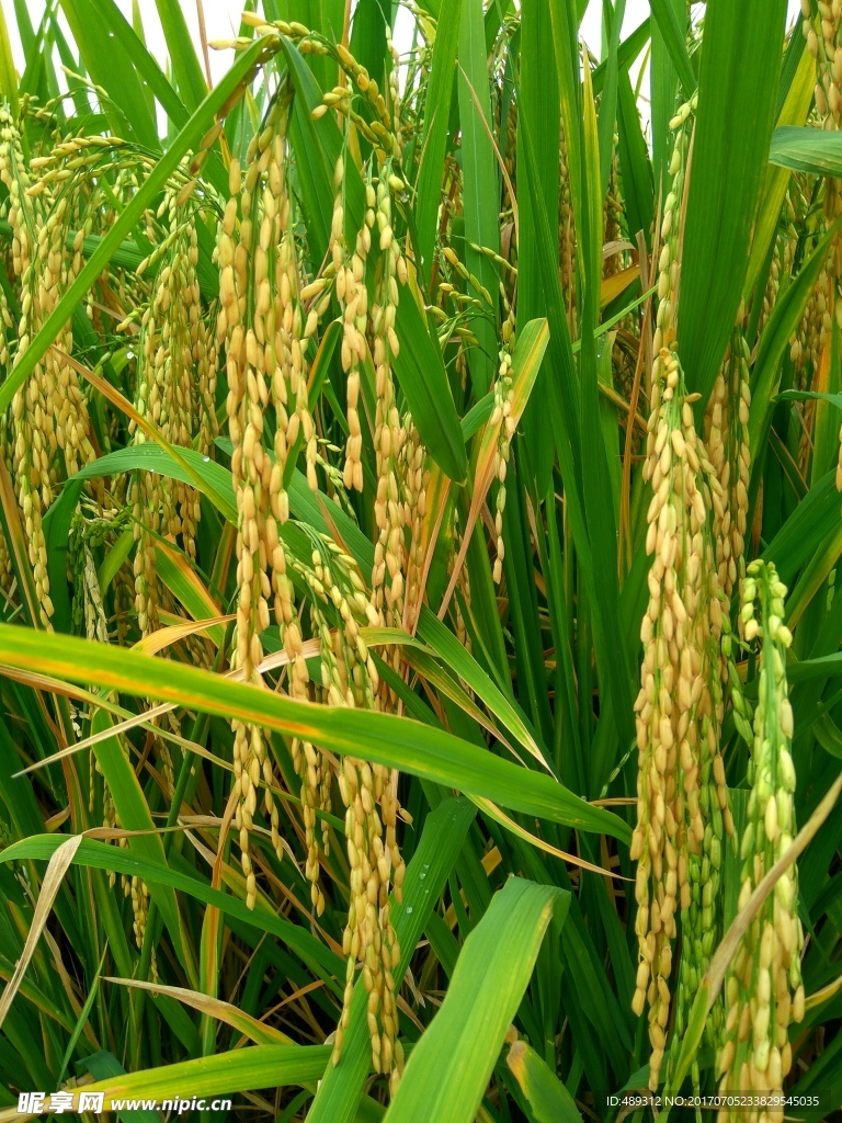 秋天的水稻
