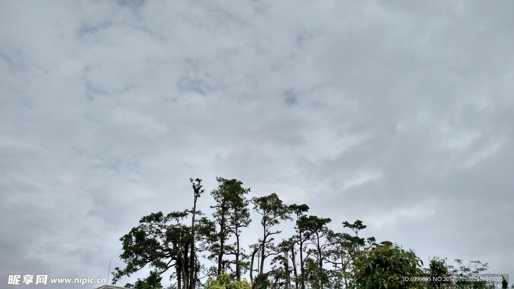 白云天下的树