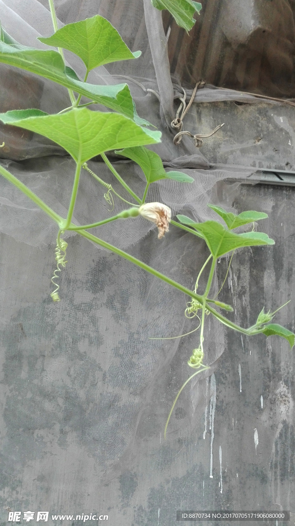 小葫芦