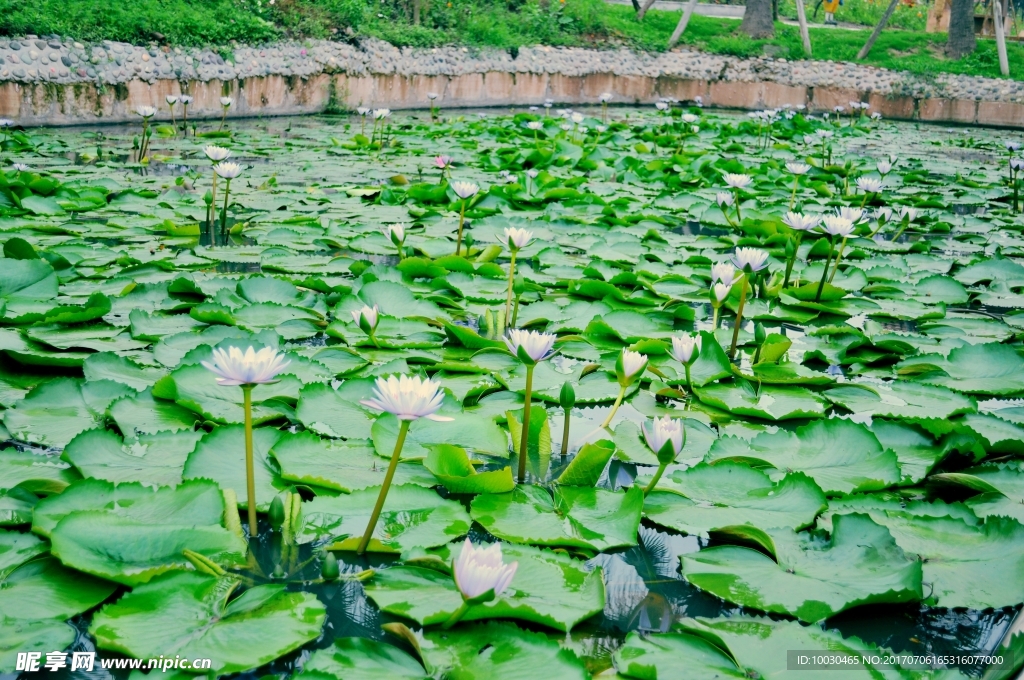 睡莲花