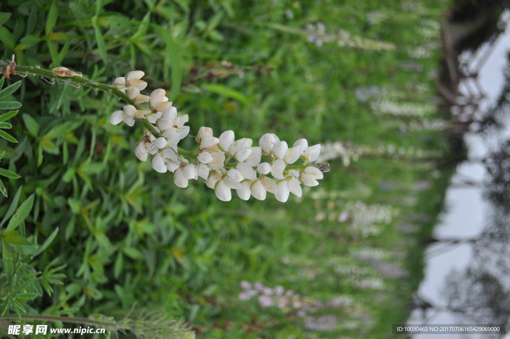 公园里的花