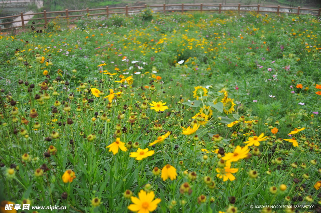 大金鸡菊