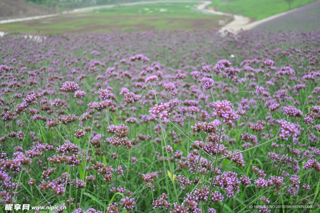 马鞭草花