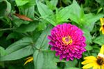 花芯