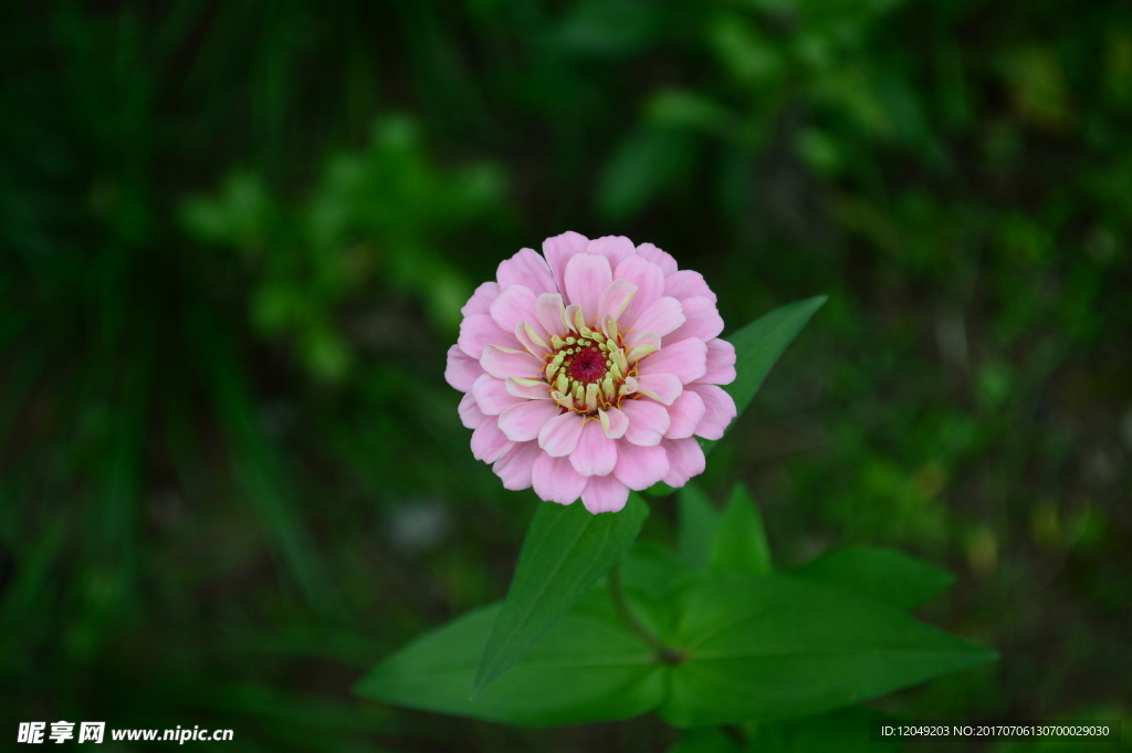 花芯