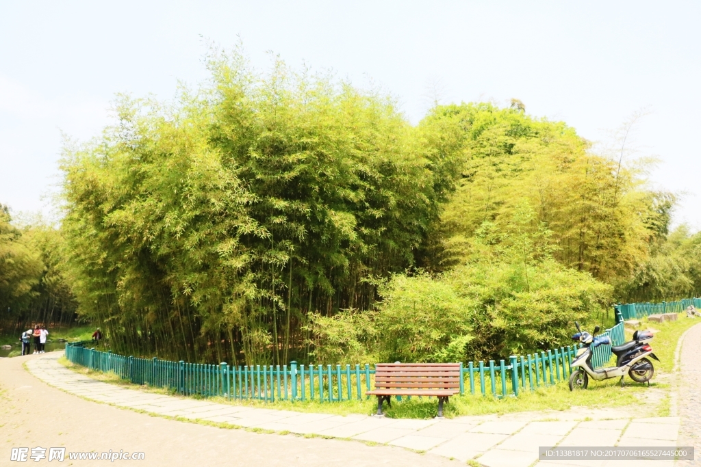 竹子竹林