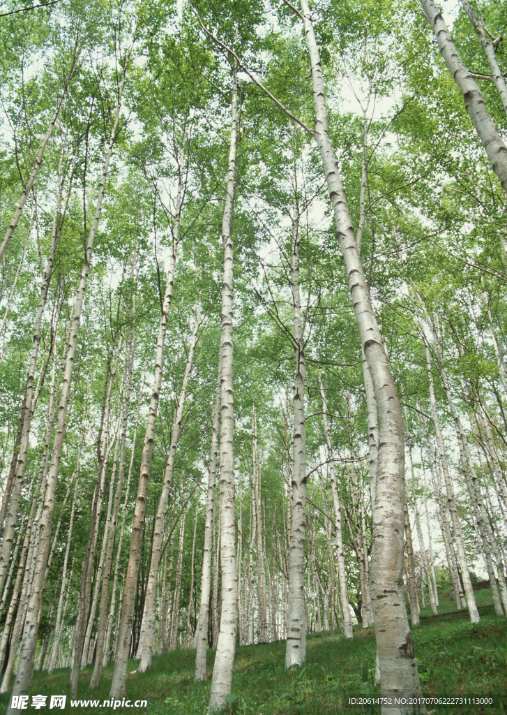树林美景