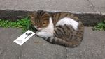 寺庙里的野猫