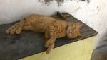 睡觉的橘猫