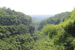 鸡冠山竹林