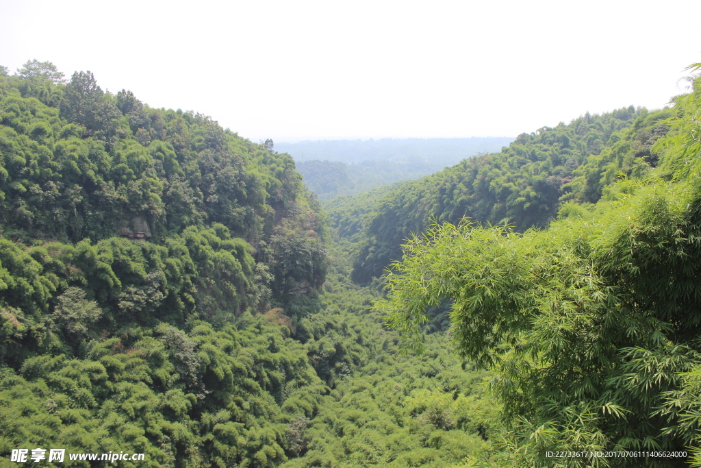 鸡冠山竹林