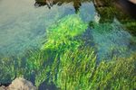 水草